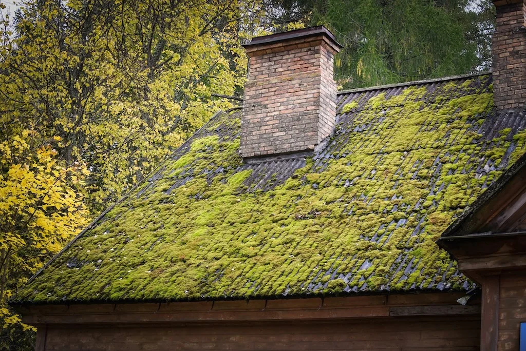 roof moss growing on asphalt shingles