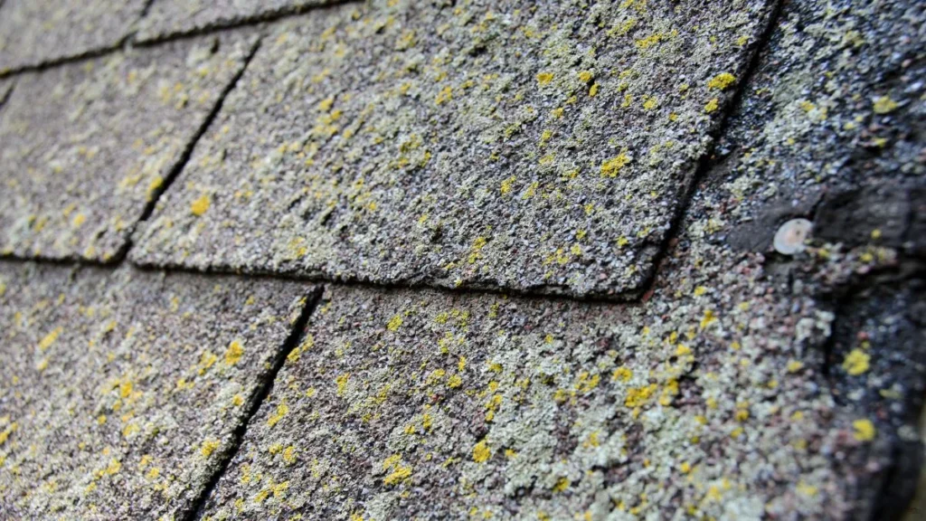moss lifting and damaging roof shingles